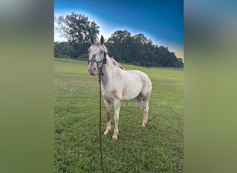 Tennessee Walking Horse, Wallach, 9 Jahre, 152 cm, Rotbrauner