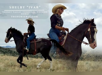 Tennessee Walking Horse, Wallach, 9 Jahre, 152 cm, Schwarzbrauner