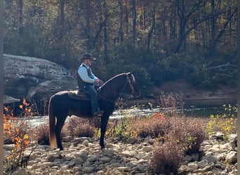 Tennessee Walking Horse, Wallach, 9 Jahre, 155 cm, Brauner