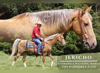 Tennessee Walking Horse, Wallach, 9 Jahre, 155 cm, Palomino