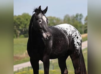 Tennessee Walking Horse Mix, Wallach, 9 Jahre, 155 cm, Rappe