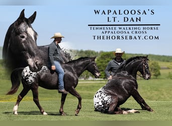 Tennessee Walking Horse Mix, Wallach, 9 Jahre, 155 cm, Rappe