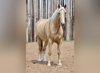 Tennessee Walking Horse, Wallach, 9 Jahre, 157 cm, Palomino