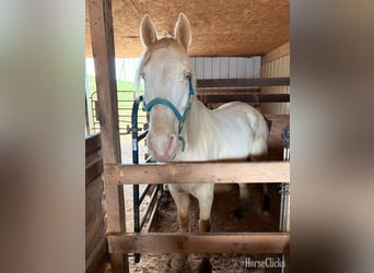 Tennessee Walking Horse, Wallach, 9 Jahre, 160 cm, Perlino