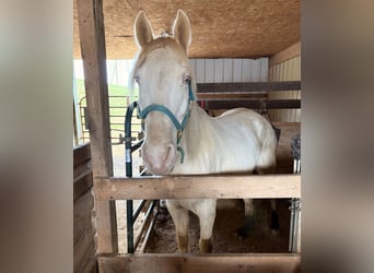 Tennessee Walking Horse, Wallach, 9 Jahre, 160 cm
