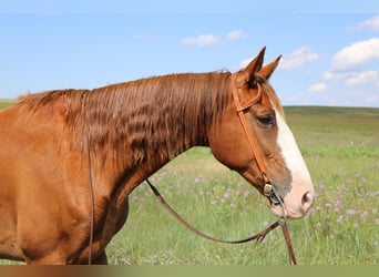 Tennessee Walking Horse, Wallach, 9 Jahre, 163 cm, Dunkelfuchs