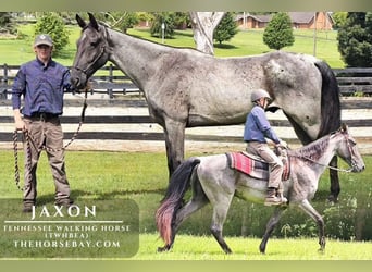 Tennessee Walking Horse, Wallach, 9 Jahre, 163 cm, Roan-Blue