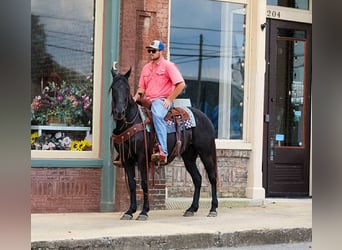 Tennessee walking horse, Yegua, 10 años, 147 cm, Negro
