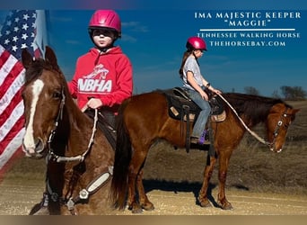 Tennessee walking horse, Yegua, 10 años, 152 cm, Alazán rojizo