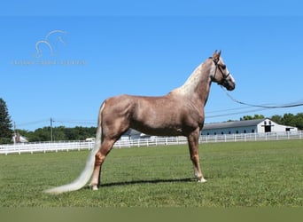 Tennessee walking horse, Yegua, 10 años, 152 cm, Alazán-tostado