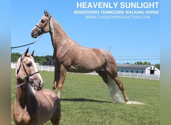 Tennessee walking horse, Yegua, 10 años, 152 cm, Alazán-tostado