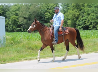 Tennessee walking horse, Yegua, 10 años, 155 cm, Castaño rojizo