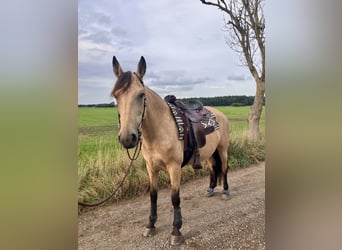 Tennessee walking horse, Yegua, 10 años, 162 cm, Buckskin/Bayo