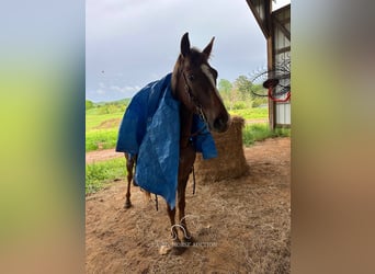 Tennessee walking horse, Yegua, 12 años, 142 cm, Alazán rojizo
