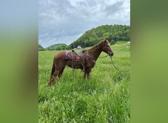 Tennessee walking horse, Yegua, 12 años, 142 cm, Alazán rojizo