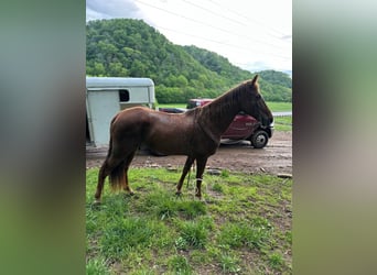 Tennessee walking horse, Yegua, 12 años, 142 cm, Alazán rojizo
