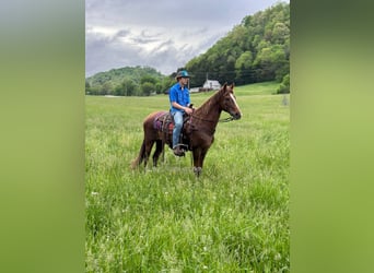 Tennessee walking horse, Yegua, 12 años, 142 cm, Alazán rojizo