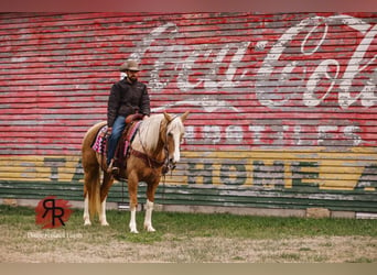 Tennessee walking horse, Yegua, 12 años, 152 cm, Palomino