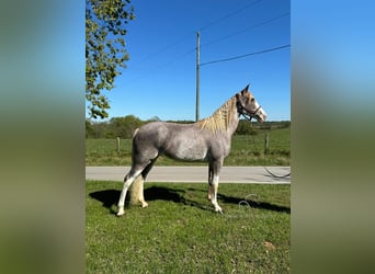 Tennessee walking horse, Yegua, 12 años, 152 cm, Ruano alazán