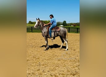 Tennessee walking horse, Yegua, 12 años, 152 cm, Ruano alazán