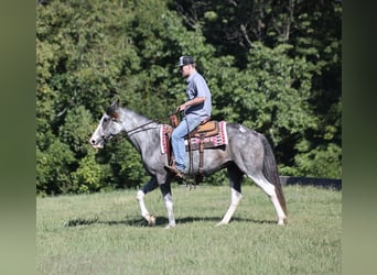 Tennessee walking horse, Yegua, 12 años, 152 cm, Ruano azulado