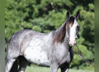 Tennessee walking horse, Yegua, 12 años, 152 cm, Ruano azulado
