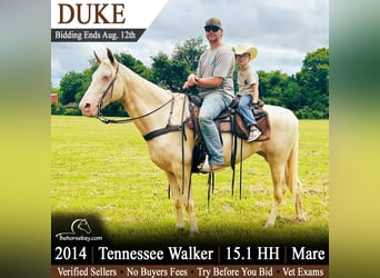 Tennessee walking horse, Yegua, 12 años, 155 cm, Champán