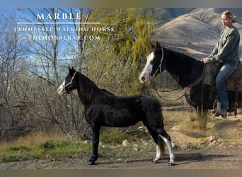 Tennessee walking horse, Yegua, 12 años, 157 cm, Negro