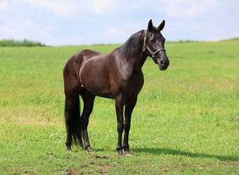 Tennessee walking horse, Yegua, 12 años, 160 cm, Negro