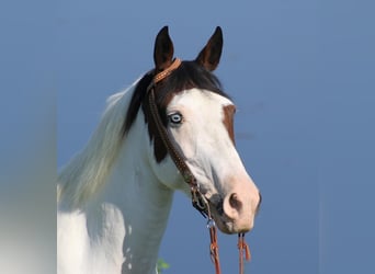 Tennessee walking horse, Yegua, 13 años, 150 cm, Tobiano-todas las-capas