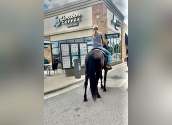 Tennessee walking horse, Yegua, 13 años, 160 cm, Negro
