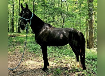 Tennessee walking horse, Yegua, 14 años, 152 cm, Negro