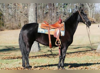 Tennessee walking horse, Yegua, 14 años, 152 cm, Negro