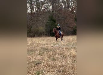 Tennessee walking horse, Yegua, 15 años, 152 cm