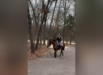 Tennessee walking horse, Yegua, 15 años, 152 cm