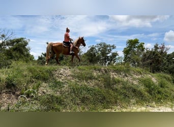 Tennessee walking horse, Yegua, 16 años, 142 cm, Alazán rojizo