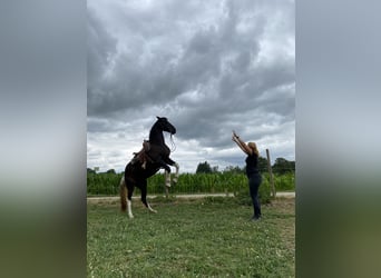 Tennessee walking horse, Yegua, 17 años, 150 cm, Pío