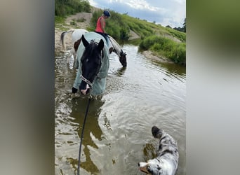 Tennessee walking horse, Yegua, 18 años, 150 cm, Pío