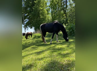 Tennessee walking horse, Yegua, 18 años, 150 cm, Pío