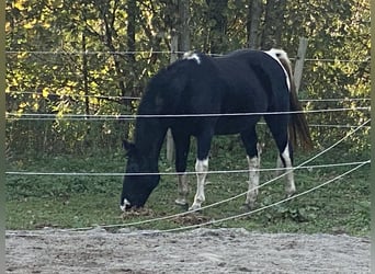 Tennessee walking horse, Yegua, 18 años, 150 cm, Pío
