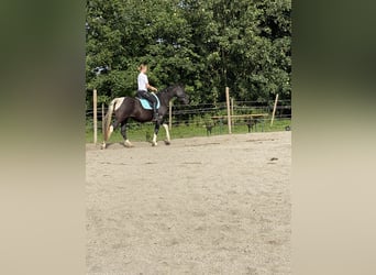 Tennessee walking horse, Yegua, 18 años, 150 cm, Pío