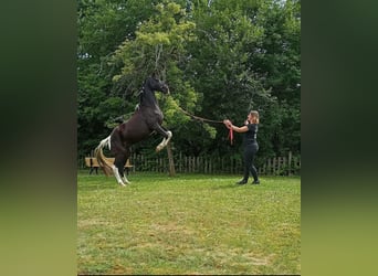 Tennessee walking horse, Yegua, 18 años, 150 cm, Pío
