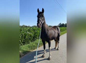 Tennessee walking horse, Yegua, 18 años, 150 cm, Pío