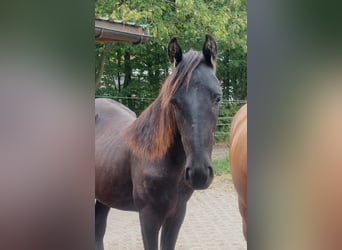 Tennessee walking horse, Yegua, 1 año, 158 cm, Negro
