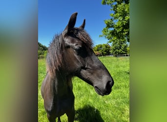 Tennessee walking horse, Yegua, 1 año, Negro
