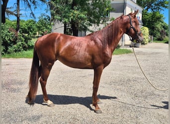 Tennessee walking horse, Yegua, 2 años, 152 cm, Alazán