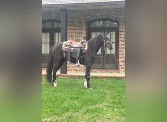 Tennessee walking horse, Yegua, 3 años, 142 cm, Negro