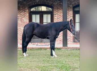 Tennessee walking horse, Yegua, 3 años, 142 cm, Negro