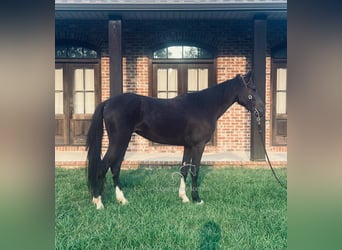 Tennessee walking horse, Yegua, 3 años, 142 cm, Negro