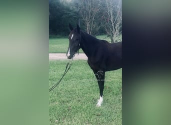 Tennessee walking horse, Yegua, 3 años, 142 cm, Negro